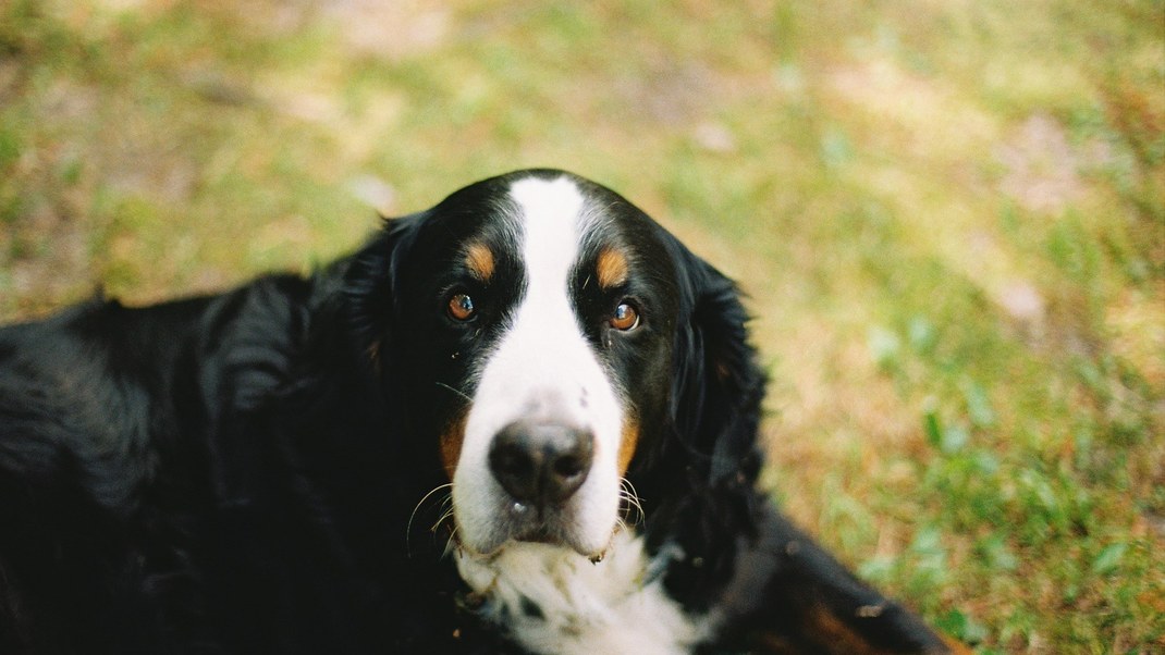 Bernese mountain dog lying in the grass
