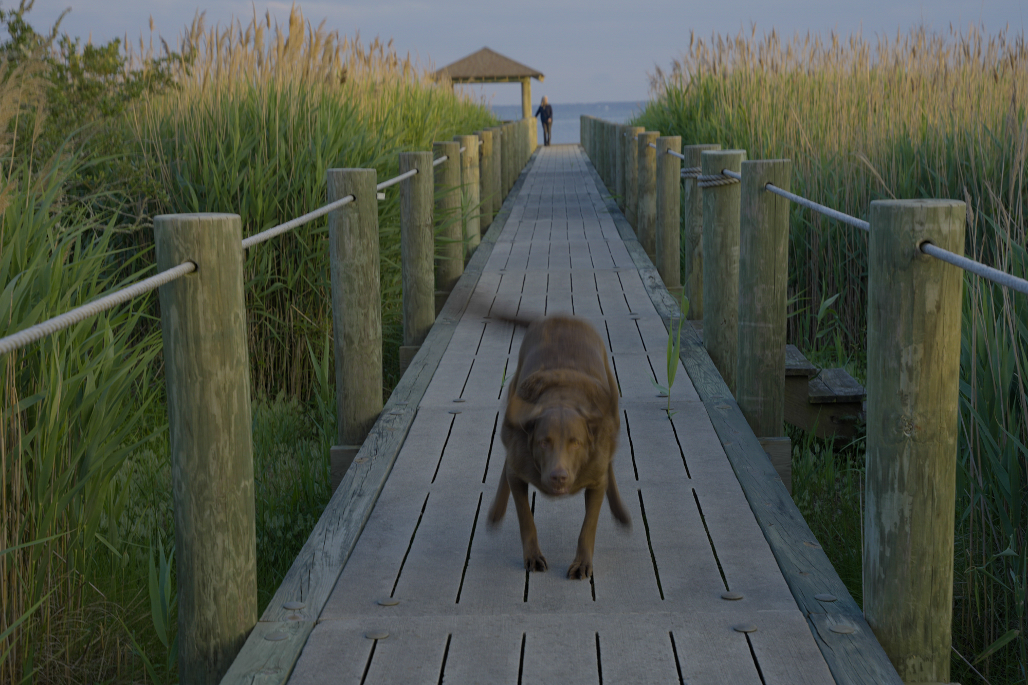 Romey runs up and down the dock, never far from Evans.