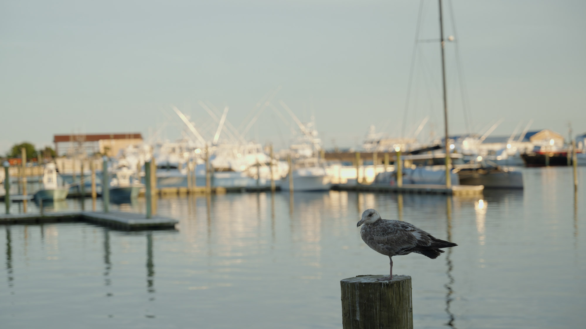 Wanchese Harbor, located in Dare County, NC, is the major producer for seafood in North Carolina.