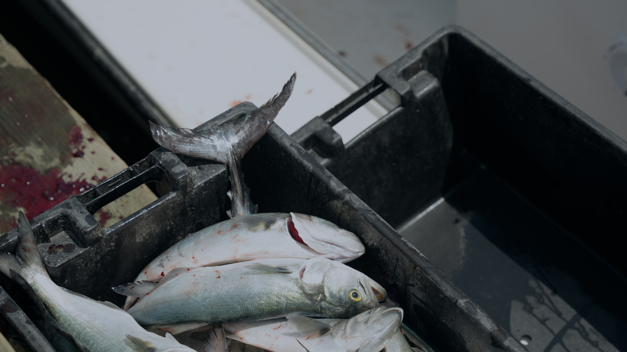 Due to intense regulations on commercial fishing, many have been driven out of the business.