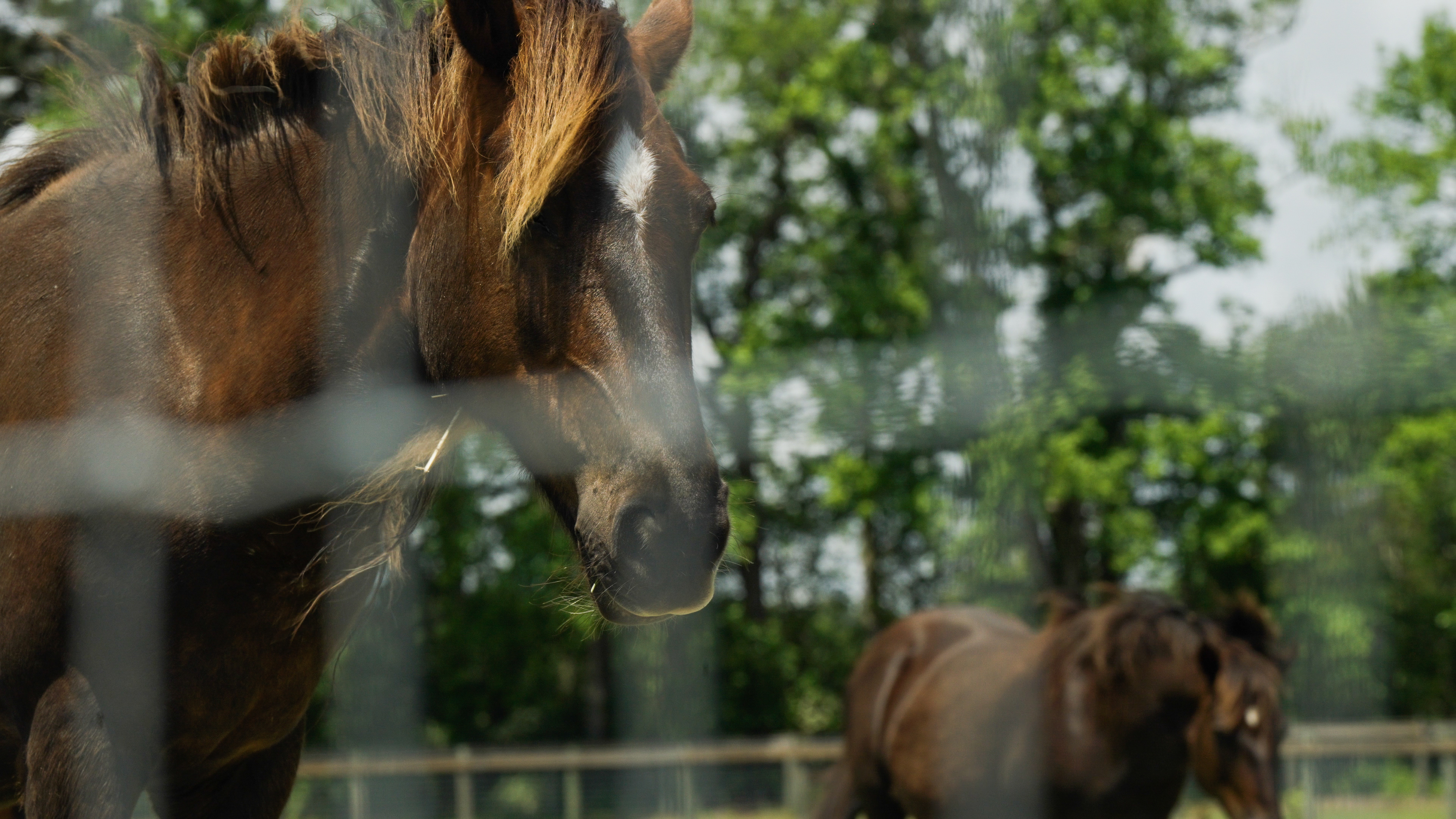 Horses bask in the sun at the Corolla Wild Horse Fund farm. The Fund only takes horses out of the wild to the farm whu2026