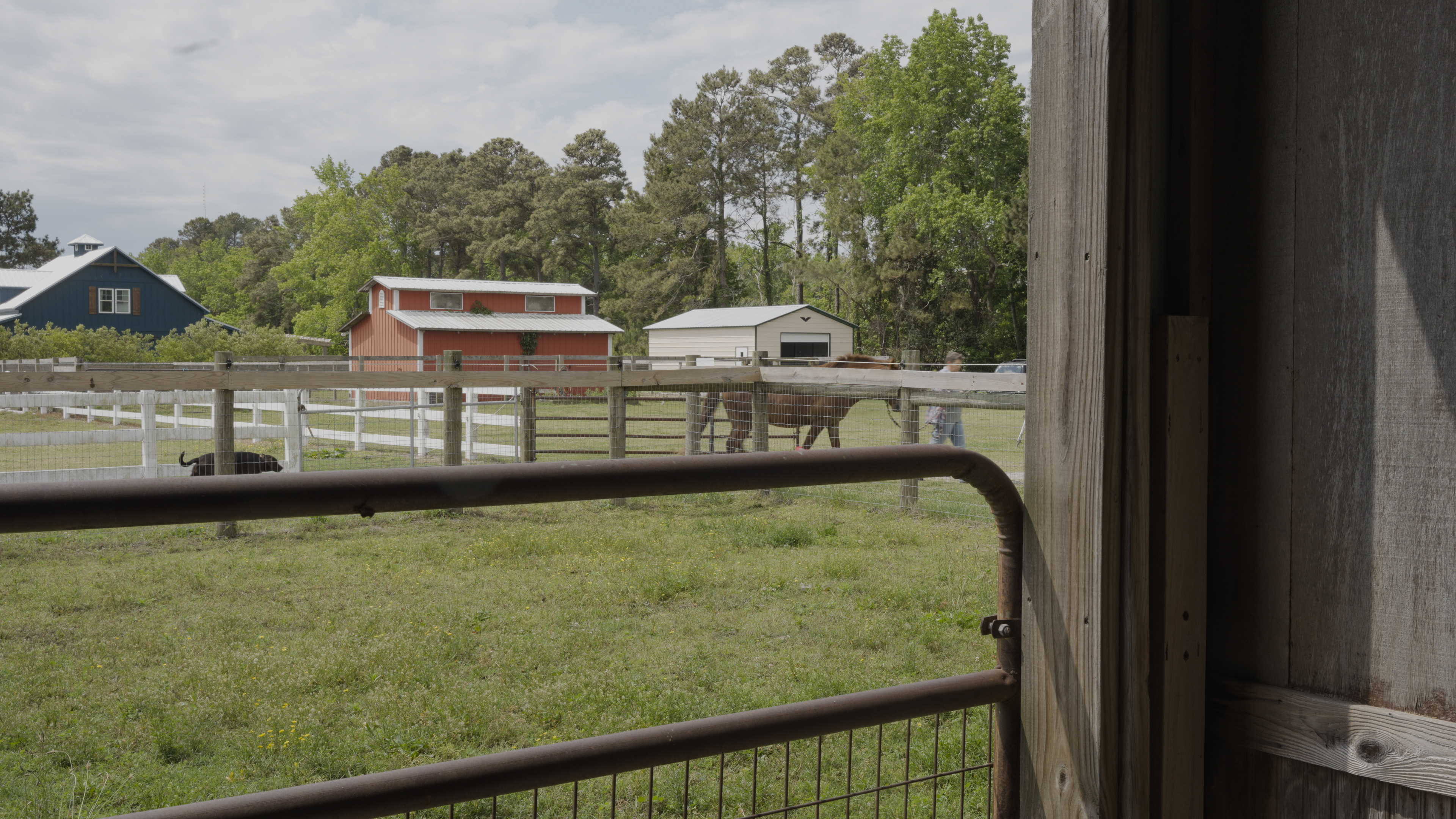 Meg Puckett walks the horse Riptide to the barn, who was taken to the farm after contracting pythiosis, a rare fungalu2026