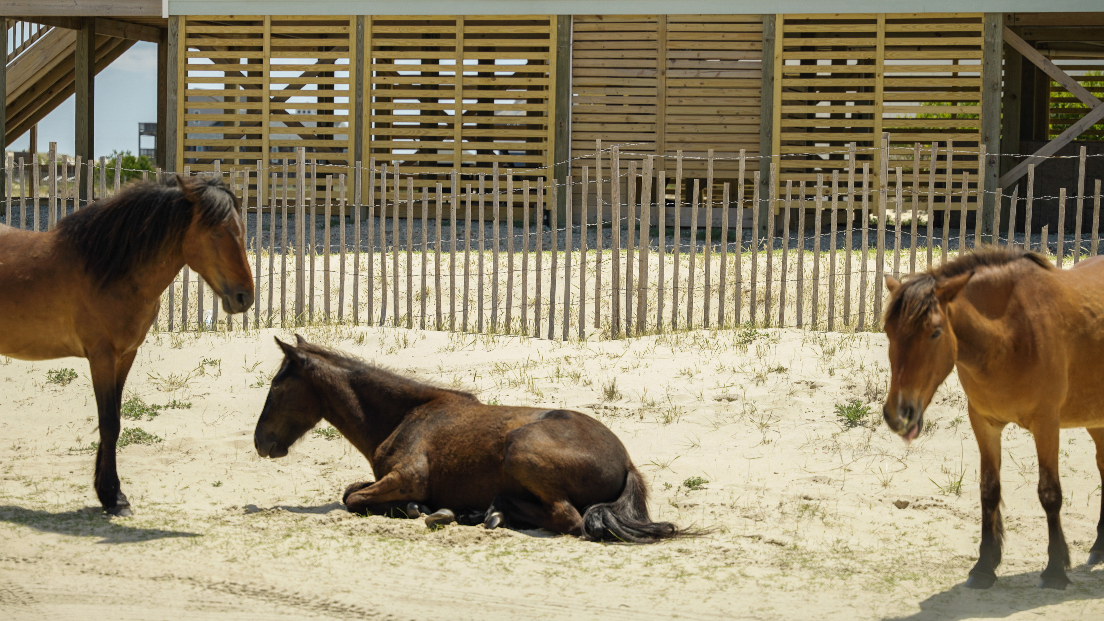 A group of horses rests in front of a new development on the banks near the coast. Increased human development is a fu2026