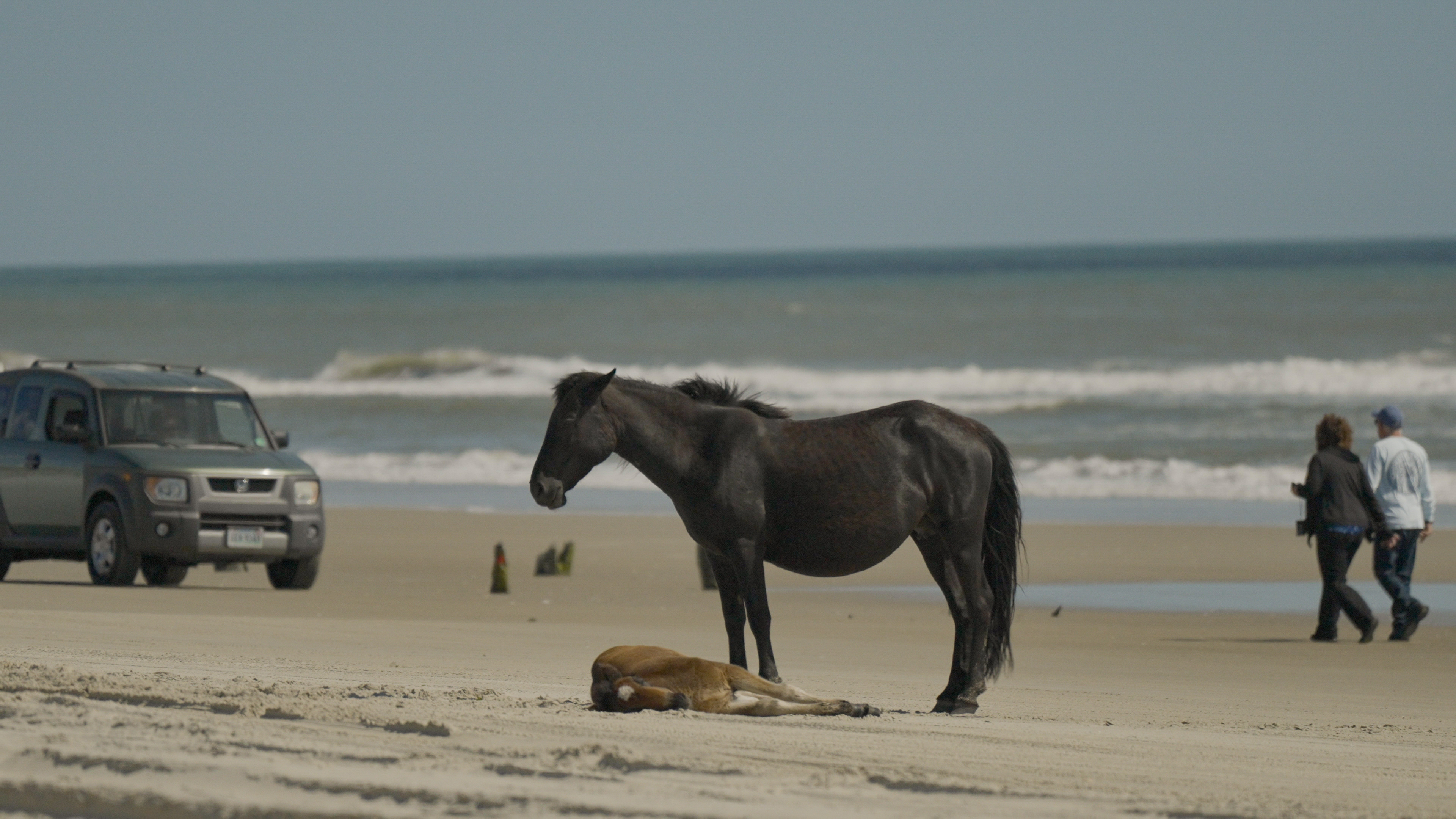 A mother horse watches over her sleeping foal as cars pass by.