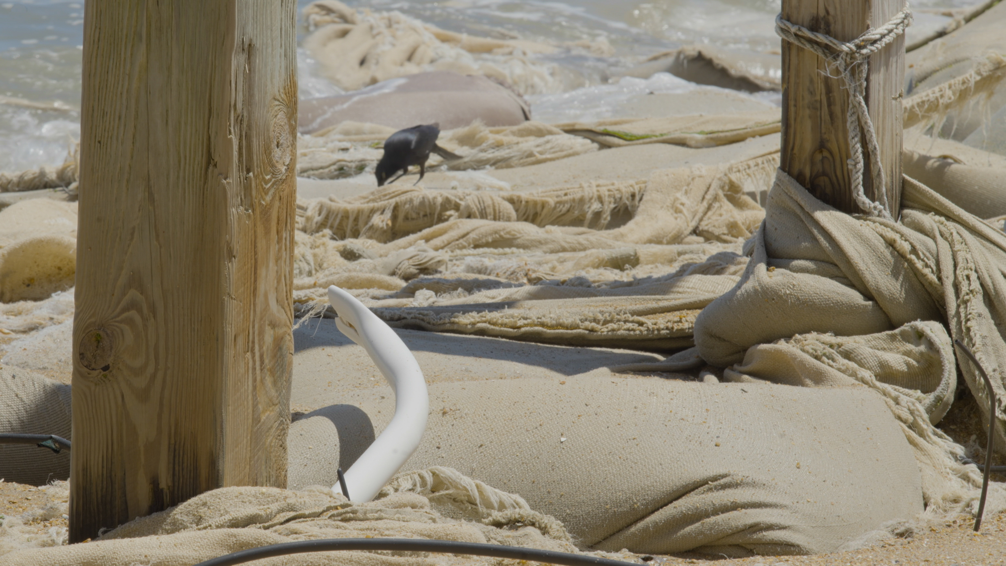 A bird walks across the sandbags on the beach under Outer Banks Motel on May 15th, 2026. A beach renourishment is sch…